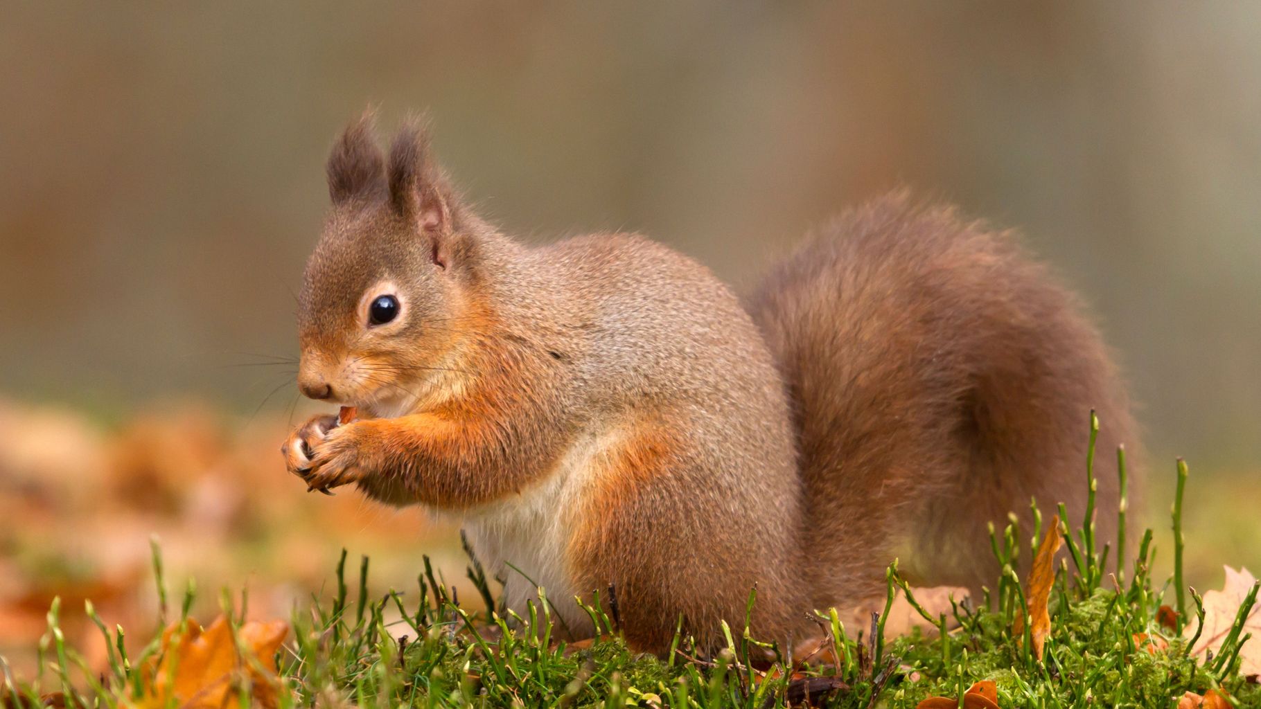 Grey squirrel culling about to begin - with some being eaten | News